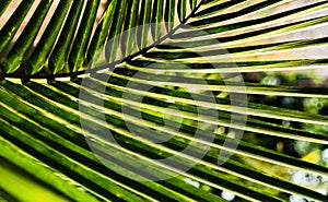 horizontal vivid vibrant green palm leaf bokeh background backdr