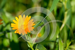 Horizontal Viwe of Close Up of an Orange Flower on Green Spring