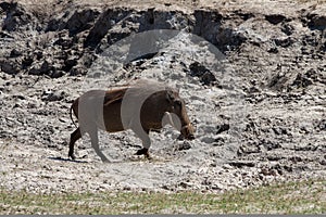 Horizontal warthog running