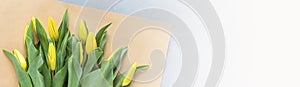 Horizontal web banner with yellow tulips on gray concrete with copy space. Background for womens day, 8 March Valentines