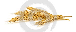 Horizontal wheat ears isolated on white background
