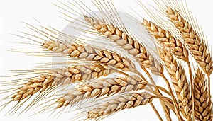 Horizontal wheat ears isolated on a white background with clipping path. Full Depth of field