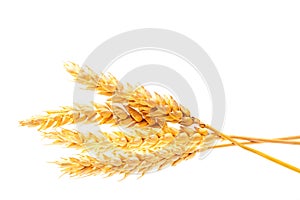 Horizontal wheat ears isolated on white background