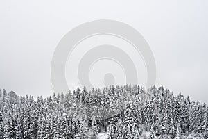 Horizontal winter background with white snow covered forest trees