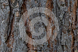 Horizontal wood texture background surface with natural pattern. Rustic wooden table or floor top view. Tree bark