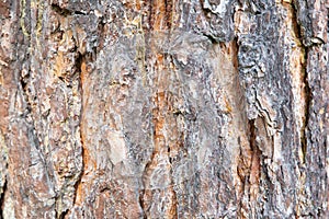 Horizontal wood texture background surface with natural pattern. Rustic wooden table or floor top view. Tree bark