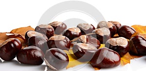 Horizontally many chestnuts with autumn leaves on white background