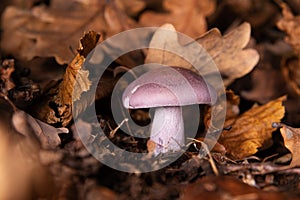 Ryadovka purple, conditionally edible mushroom, among the fallen yellow oak leaves.