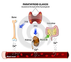 Hormonal Regulation of Calcium photo