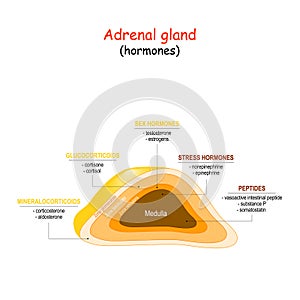 Hormones of adrenal gland