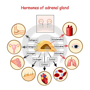 Hormones of adrenal gland and human organs that respond to hormones photo