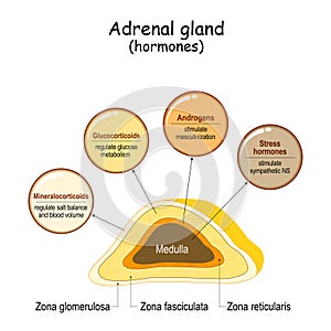 Hormones of the adrenal gland photo