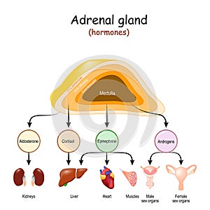 Hormones of Adrenal glands and internal organs-targets for Androgens, Epinephrine, Cortisol, and Aldosterone photo