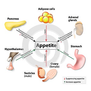 Hormones And Appetite photo