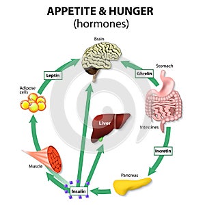 Hormones appetite & hunger