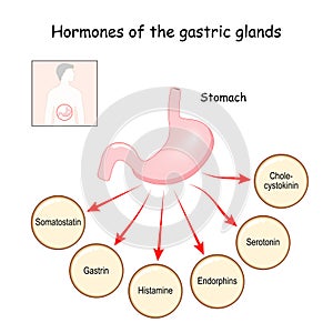 Hormones of the gastric glands.  Stomach photo