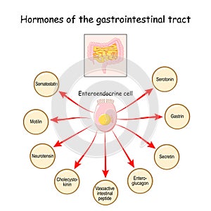 Hormones of the gastrointestinal tract and Enteroendocrine cell. Enterocyte. Human endocrine system