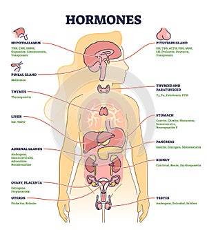 Hormones with human body organs and labeled chemical titles outline diagram