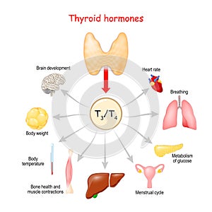 Hormones. of the hyroid gland