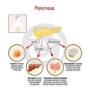 Hormones of pancreas gland and human organs