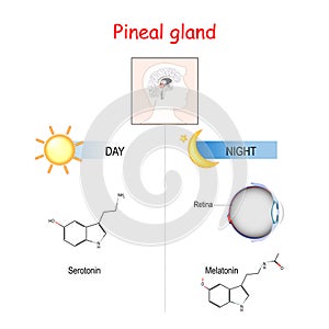 Hormones of Pineal gland. Serotonin and melatonin photo