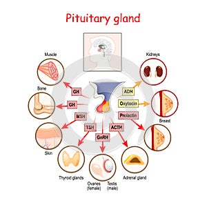 Hormones of pituitary gland