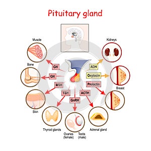 Hormones of pituitary gland photo
