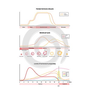 Hormones in pregnancy