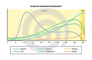 Hormones in pregnancy