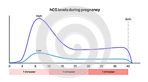 Hormones in pregnancy