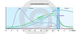 Hormones in pregnancy