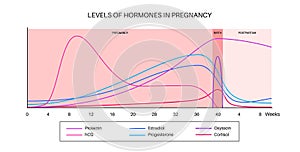 Hormones in pregnancy