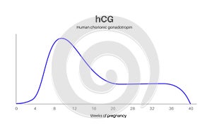 Hormones in pregnancy