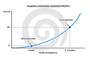 Hormones in pregnancy