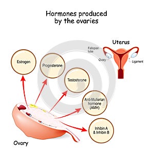 Hormones produced by the ovaries. Human endocrine system photo