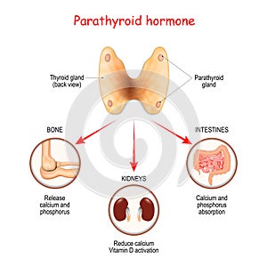 Hormones produced by the parathyroid gland. Parathyroid hormone PTH photo