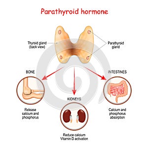 Hormones produced by the parathyroid gland. Parathyroid hormone PTH