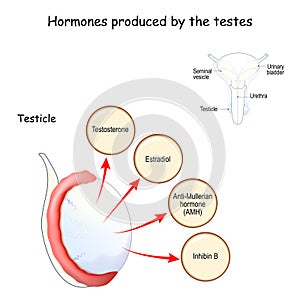 Hormones produced by the testes testicle. Human endocrine system photo