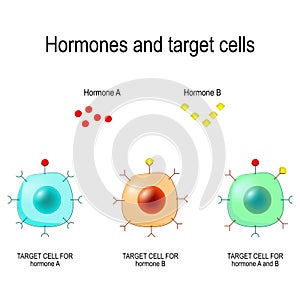 Hormones, Receptors and Target Cells