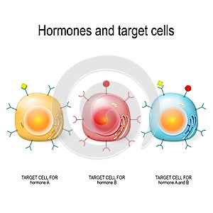 Hormones, Receptors and Target Cells