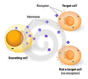 Hormones, receptors and target Cells