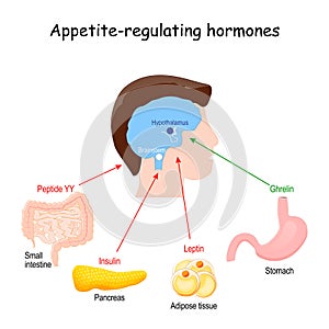 Hormones that regulate metabolism, appetite, satiety and hunger