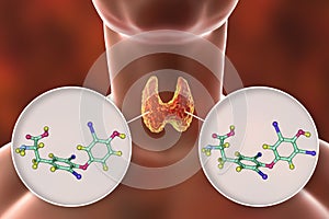 Hormones of thyroid gland T3 and T4