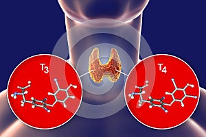 Hormones of thyroid gland T3 and T4