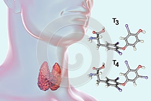 Hormones of thyroid gland T3 and T4