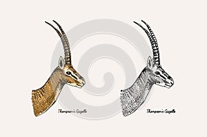 Horn and antlers Animals. Impala, gazelle and greater kudu, fallow deer reindeer, axis and dibatag. Hand drawn engraved