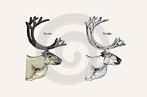 Horn and antlers Animals. Impala, gazelle and greater kudu, fallow deer reindeer, axis and dibatag. Hand drawn engraved