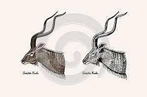 Horn and antlers Animals. Impala, gazelle and greater kudu, fallow deer reindeer, axis and dibatag. Hand drawn engraved