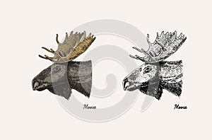 Horn and antlers Animals. Moose or elk or deer. Hand drawn engraved sketch