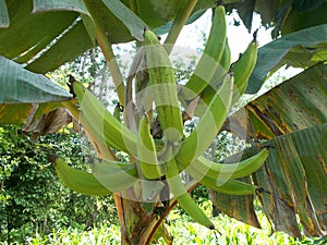 Horn Banana fruits on the tree, musa spp